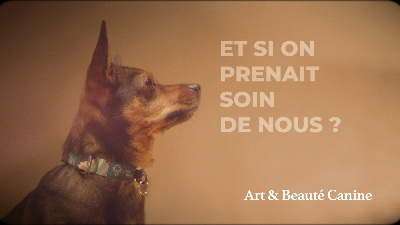 Le film art et beauté canine à cholet