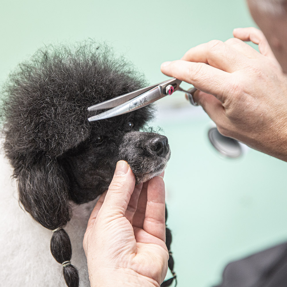 Coupe caniche art et beauté canine toilettage chien et chat